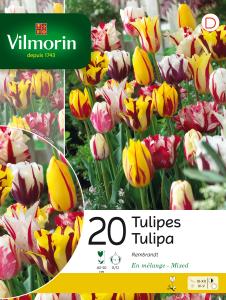 Tulipe Rembrandt en Mélange (x20)